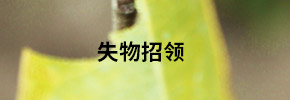 我們的優勢
